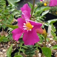 Incarvillea compacta